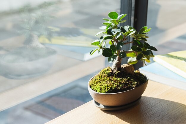 Kleine bonsai op houten tafel bij raam.