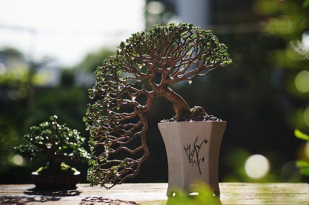Kleine bonsaiboom op aardachtergrond in de ochtend Bonsai en het Tuinieren Concept