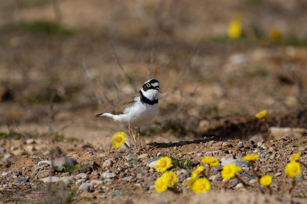 Kleine bontbekplevier aan de kust Charadrius dubius