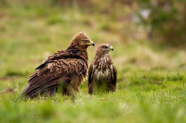 Kleine bonte adelaar en buizerd zittend op de grond