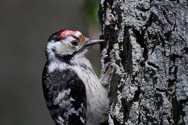 Kleine bonte specht Dryobates minor