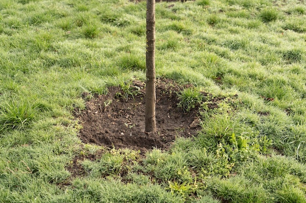Kleine boom die groeit met zonneschijn in het ecoconcept van de tuin