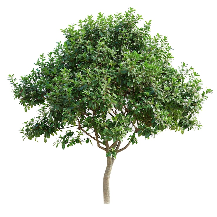 Foto kleine boom en kleine struik op doorzichtige achtergrond