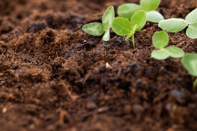 kleine boom groeit op aarde in de tuin met zonneschijn eco