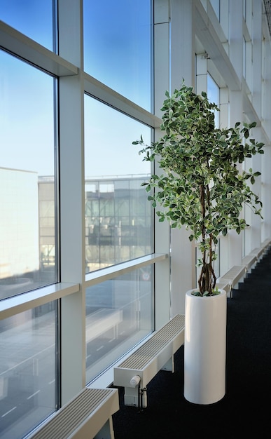 Kleine boom in een kantoor naast het raam