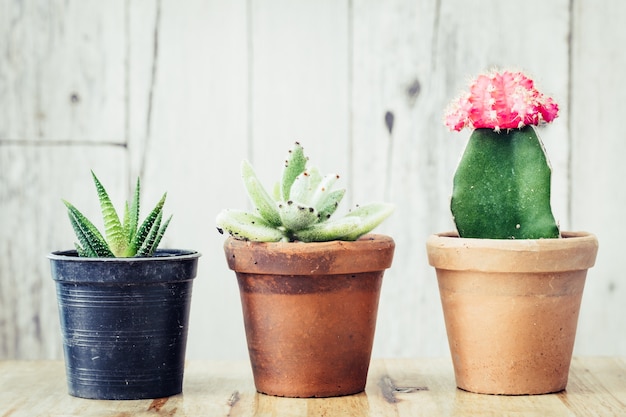 Kleine boom in kleine pot, plant decoratie in huis of op kantoor