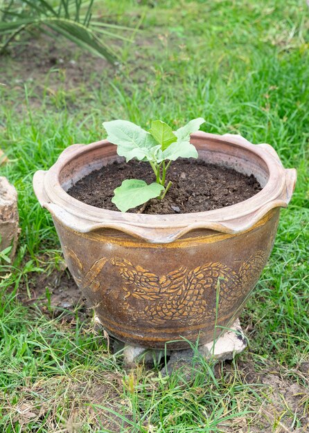 Kleine boom met een "Terra cotta" pot in de achtertuin.