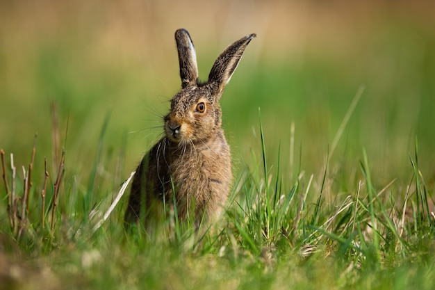 Kleine bruine haas zittend op grasland in de lente aard