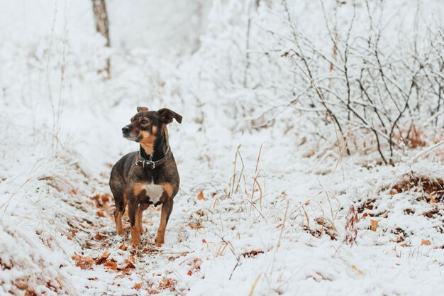 Kleine bruine hond in een besneeuwd bosje