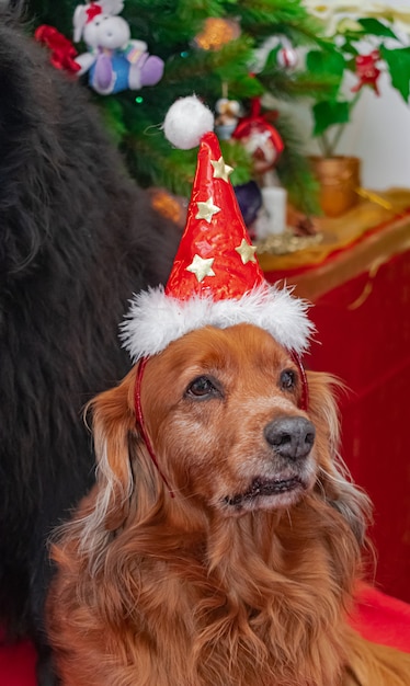 kleine bruine hond, poseren met een kerstmuts