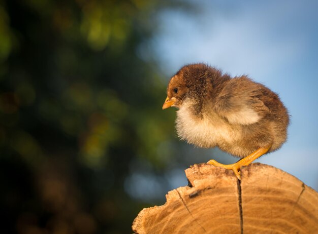 Kleine bruine kip op een stomp. Geweldig plan.