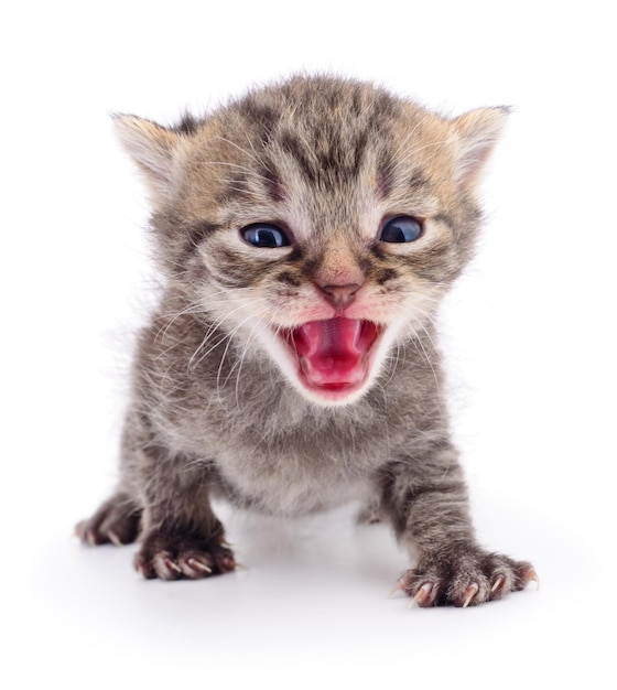 Kleine bruine kitten geïsoleerd op een witte achtergrond.