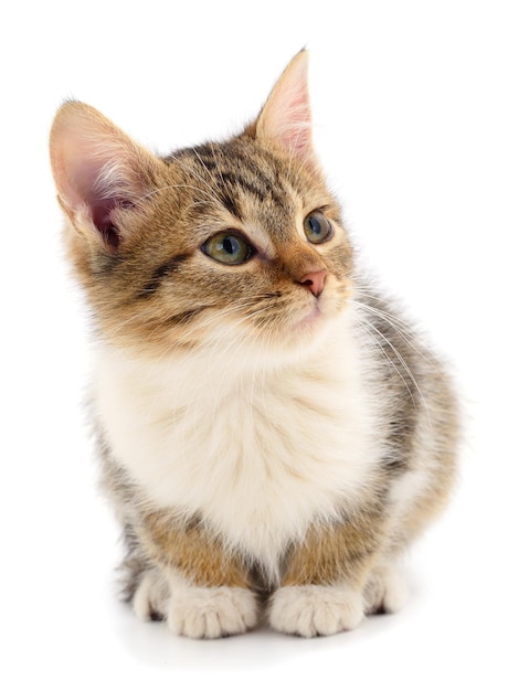 Kleine bruine kitten