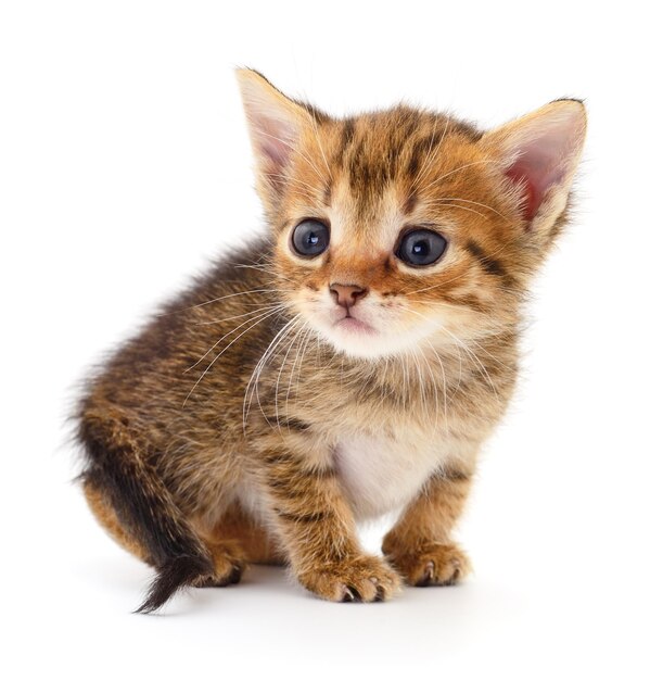Kleine bruine kitten