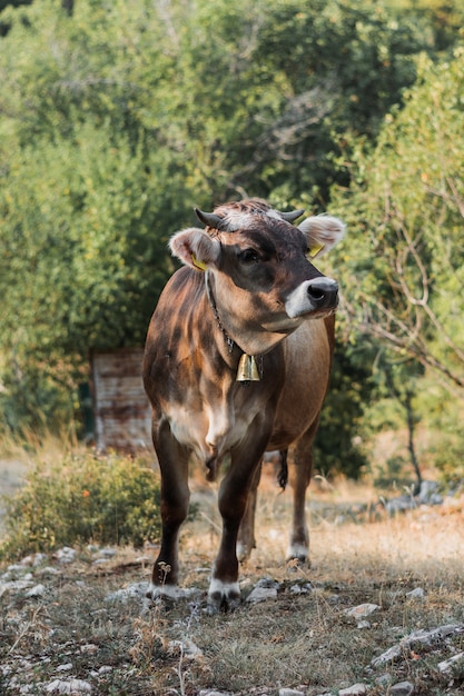 Kleine bruine koe met bel