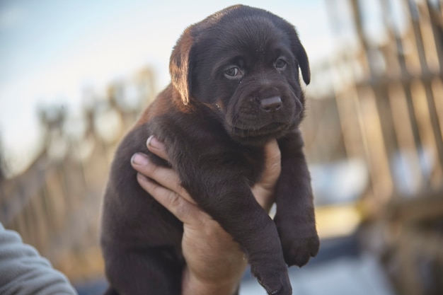 Kleine bruine labrador pup in de hand gehouden