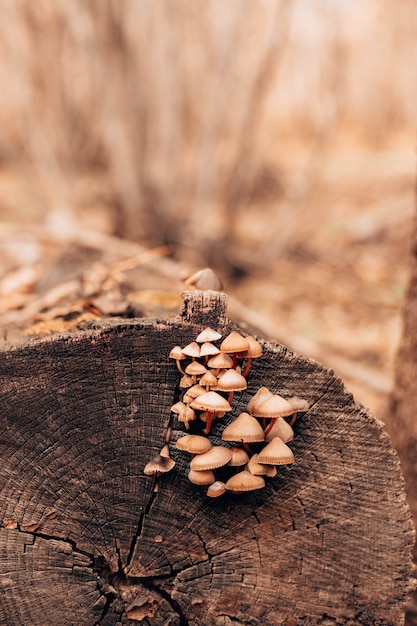 Kleine bruine paddestoelpaddestoelen groeien op boomlogboek in de herfstbos. Ondiepe scherptediepte