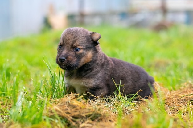 Kleine bruine puppy in de tuin op het gras