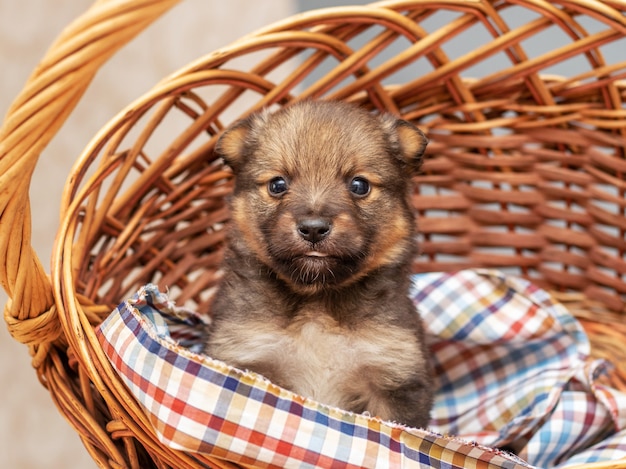 Kleine bruine puppy zittend in een rieten mand