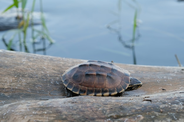 Kleine bruine schildpad leeft op de oude boomstam in een kleine vijver