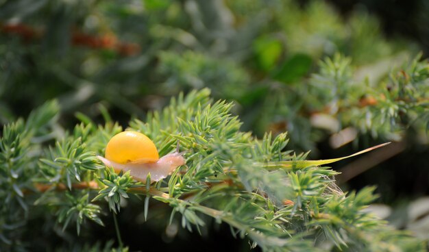 Kleine bruine slak op een groen blad