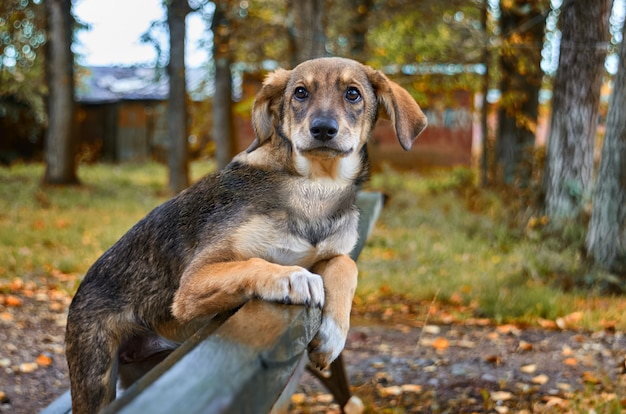 Kleine bruine verdwaalde hond op straat