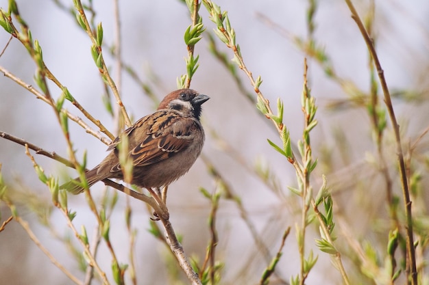 Kleine bruine vogel zittend op de tak met lenteknoppen