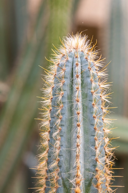 Kleine cactus- en woestijnplanten