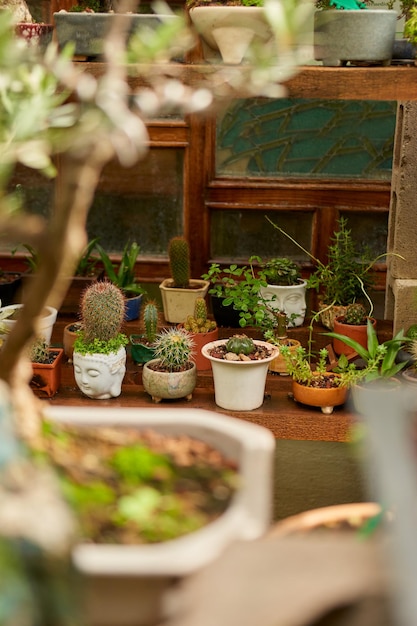 Kleine cactus in botanische tuin