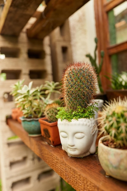 Kleine cactus in botanische tuin