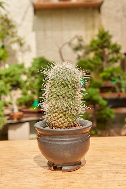 Kleine cactus in botanische tuin