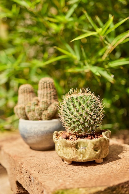 Kleine cactus in botanische tuin