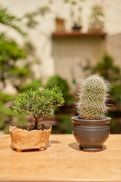 Kleine cactus in botanische tuin