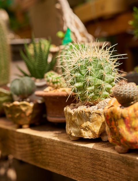 Kleine cactus in botanische tuin