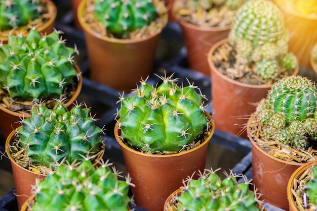 Kleine cactus in een pot