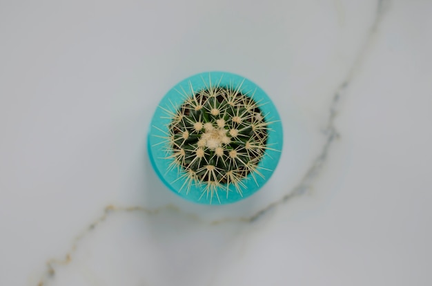 Kleine cactus in een turquoise bloempot op een wit marmer. Ruimte kopiëren. Kamerplanten concept.