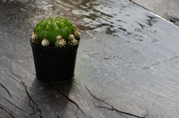 Kleine cactus in een zwarte pot bevindt zich op een houten vloer.