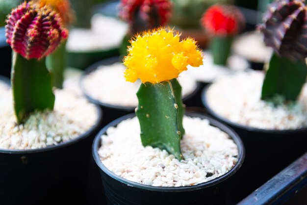 Kleine cactus in kleine potten groeit op de boerderij