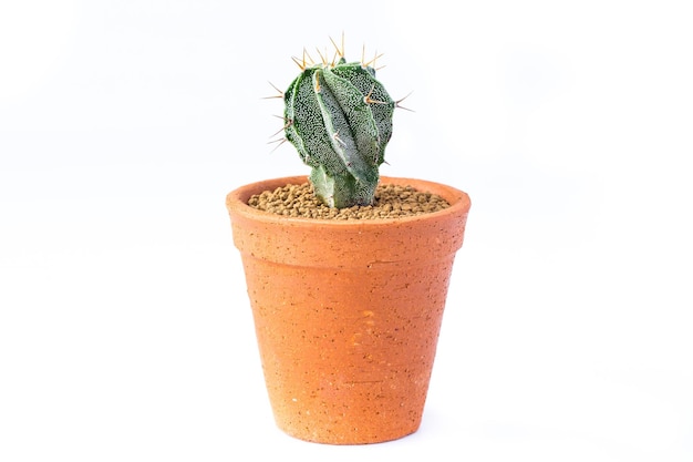 Foto kleine cactus in kleipotten op witte achtergrond dorstenia foetida