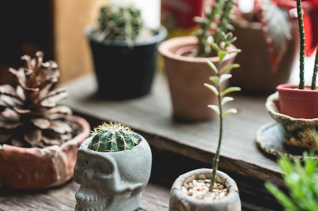 Kleine cactus in potten met vensterlicht