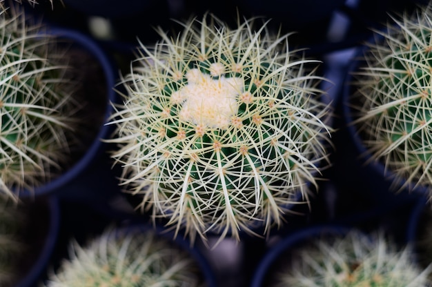 Kleine cactus om in de tuin te planten