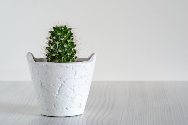 Kleine cactus op een witte achtergrond