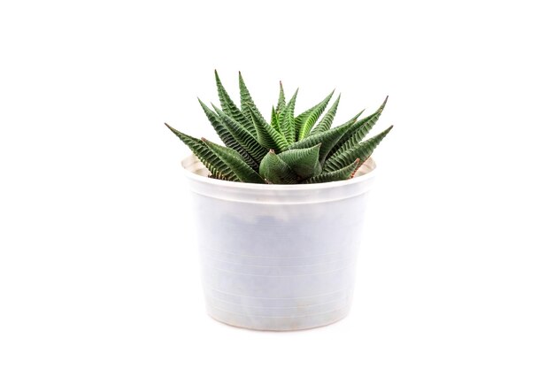 Kleine cactus plant in witte pot Haworthia limifolia isoleren op witte achtergrond Haworthia limifolia MarlothFile Leafed Haworthia Fairies wasbord