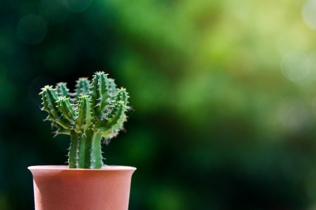 Kleine cactus