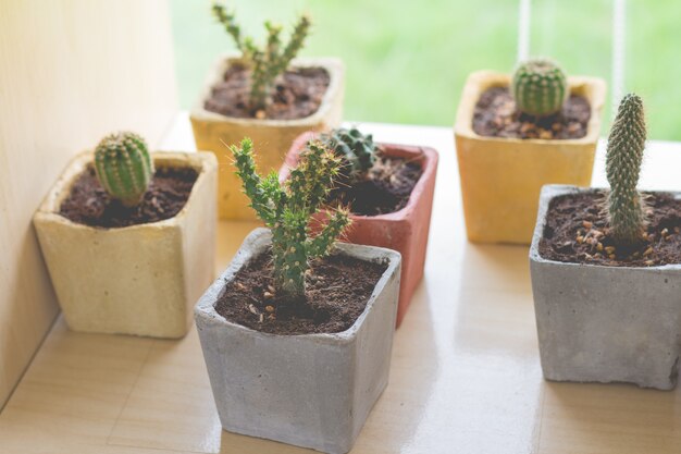 Kleine cactusplant in bloempot. Veel cactussen voor tuindecoratie