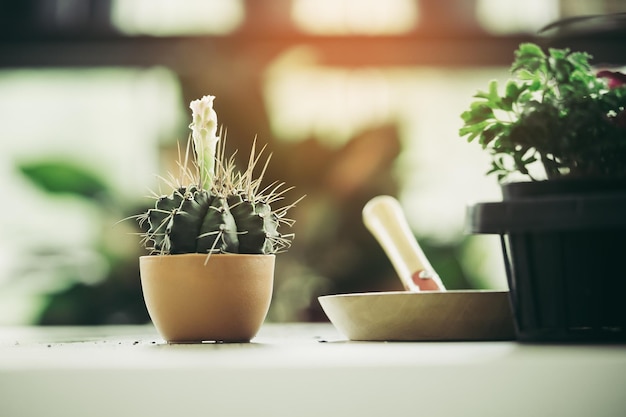 Kleine cactuspot op whtie helder licht als achtergrond