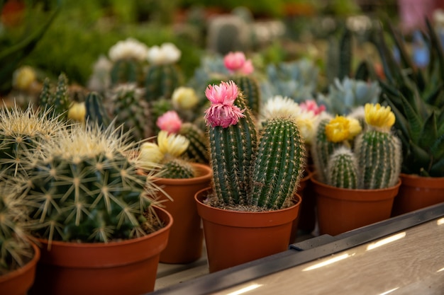 Kleine cactussen in bloempotten.