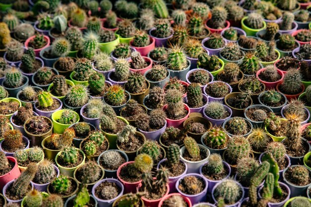 Kleine cactussen in kleine potten in een kas