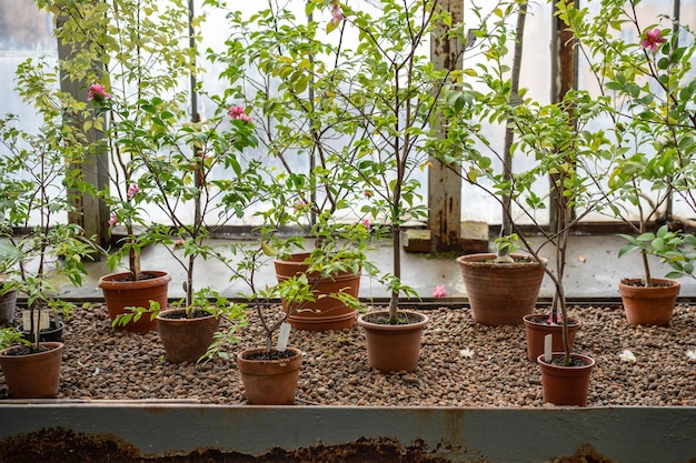 Kleine camelia japonica-bomen die in keramische potten groeien in een sinaasappelkwekerij of in een kas