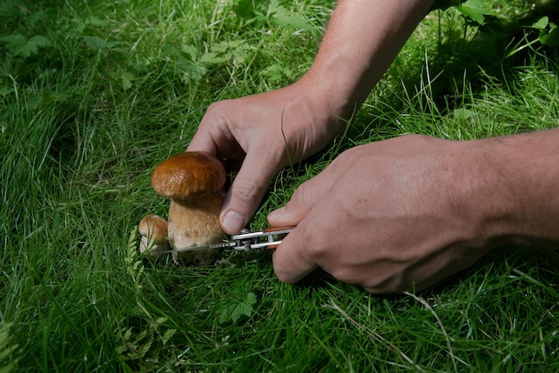 Kleine champignon snijdt man